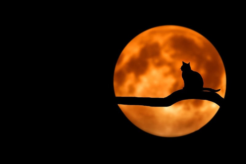 Moonlit Centerpiece