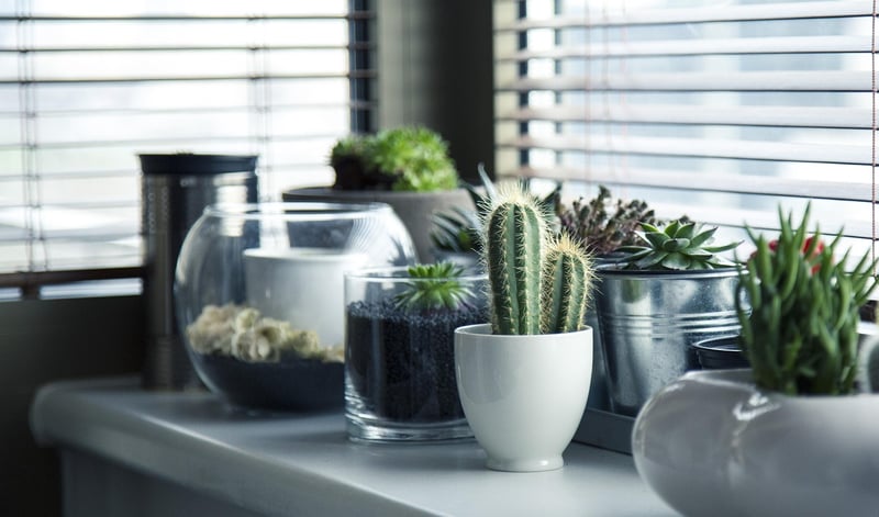 Starry Sky Planters
